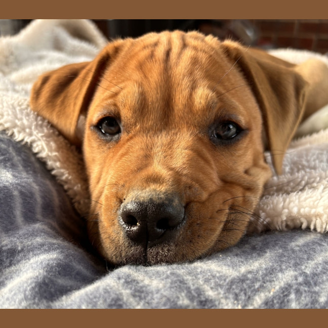 Photo of Murphy