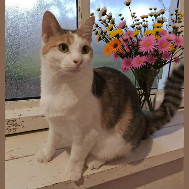 Photo of Dolly* 9 Lives Project Rescue*