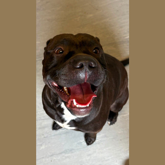Photo of Tonka