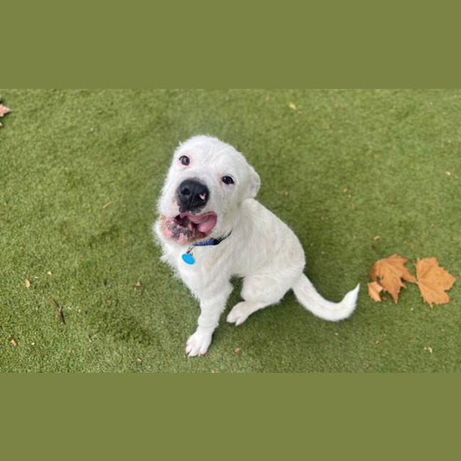 Photo of Humphrey 