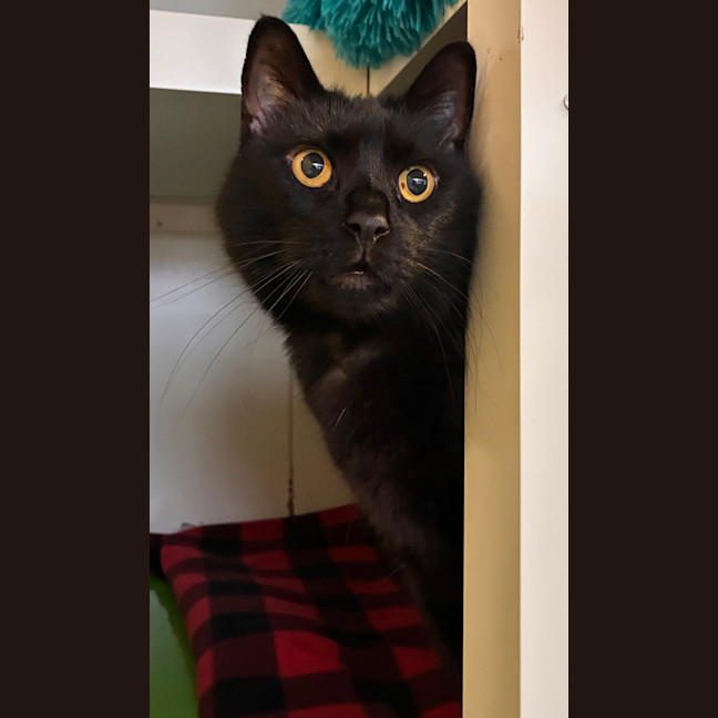 Photo of Vincent