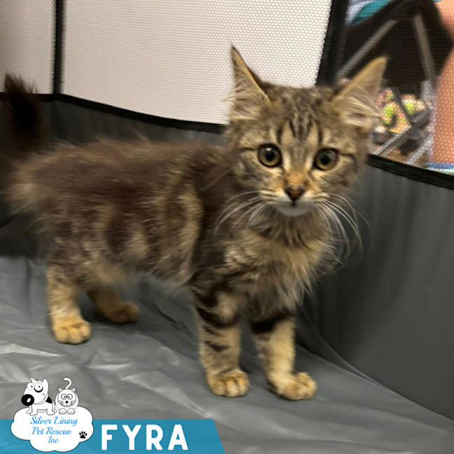 Photo of Fyra