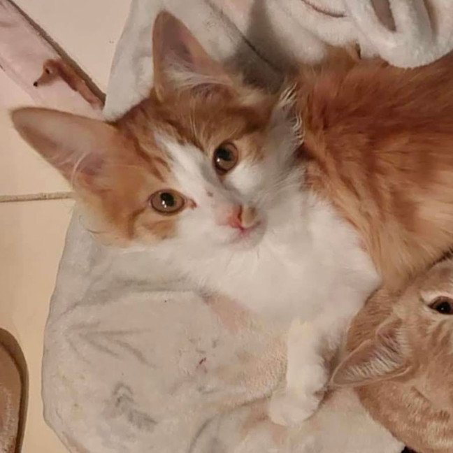 Photo of Mr Blonde   Located In Reservoir