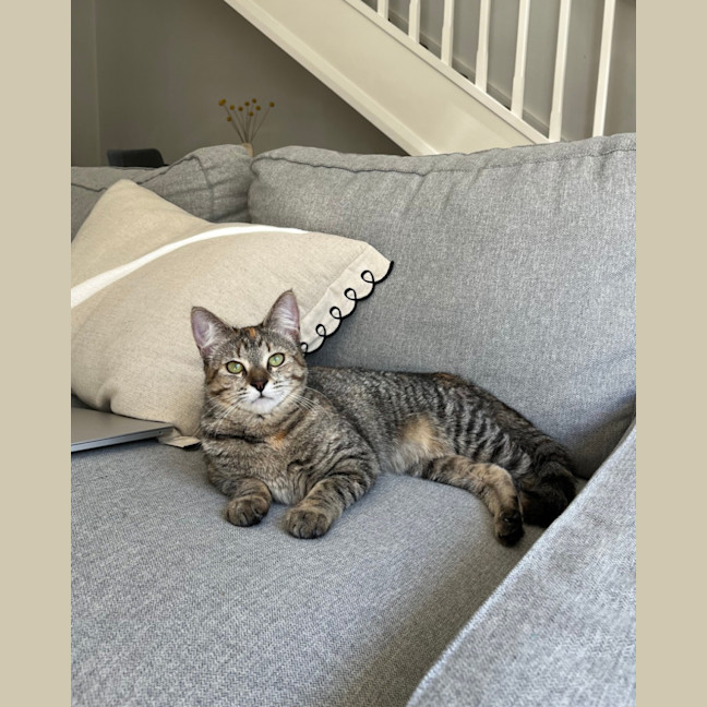 Photo of Minnie   10 Month Old Domestic Short Hair