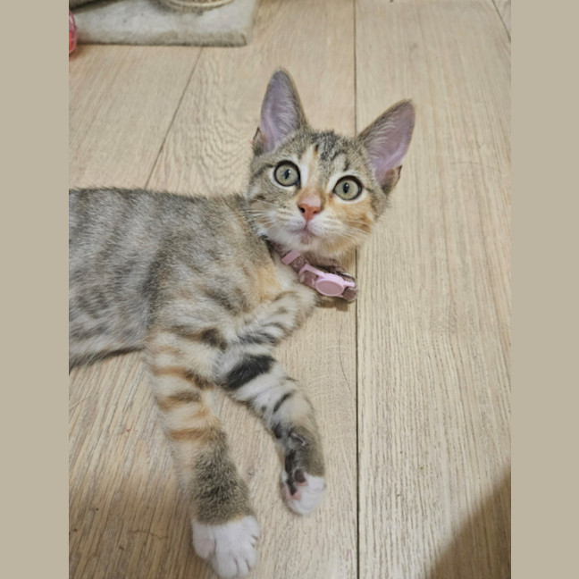 Photo of Drizzle – Ringworm Special $49