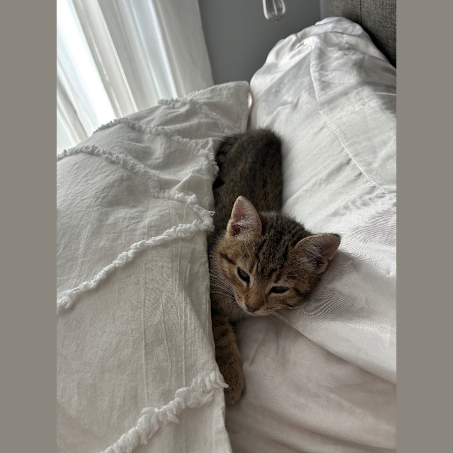 Photo of Fern