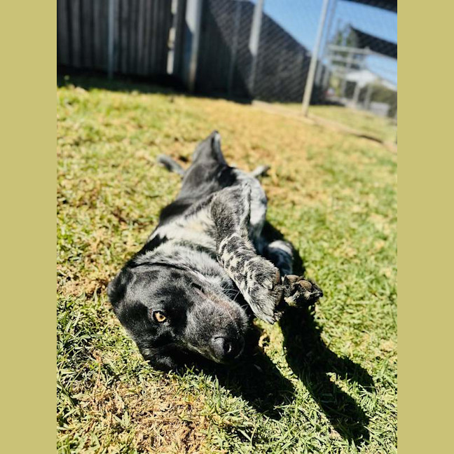 Photo of Tonka