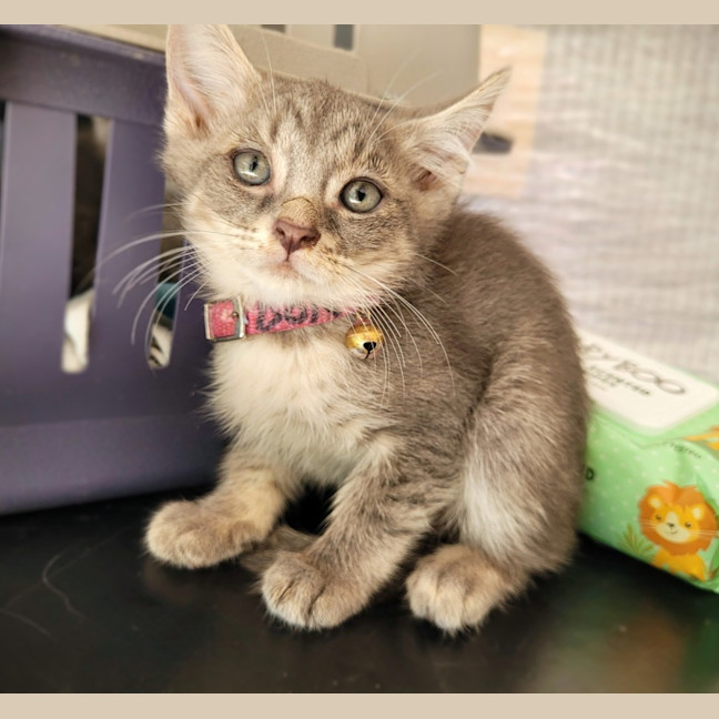 Photo of Donner 🦌