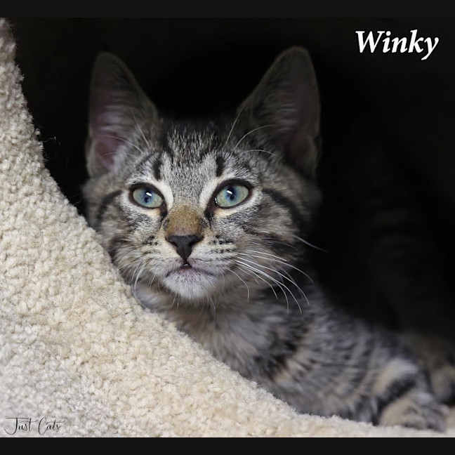 Photo of Winky   Pet Stock Invermay