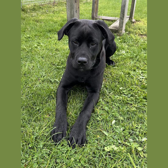 Photo of Laika