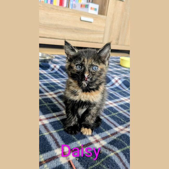 Photo of Bobby & Daisy 