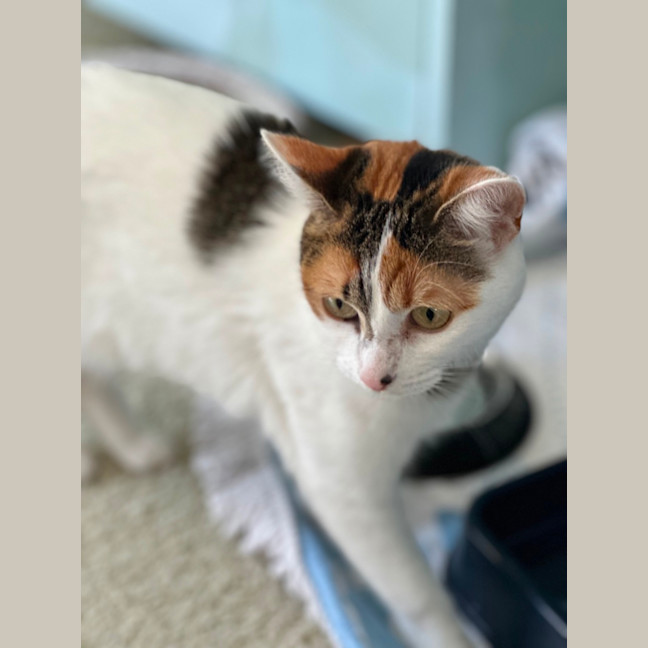 Photo of Millie