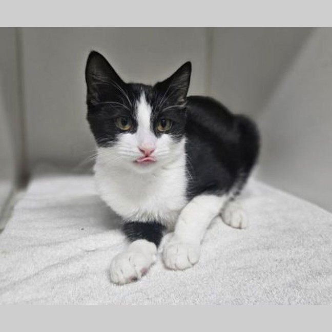 Photo of Mark Fluffalo