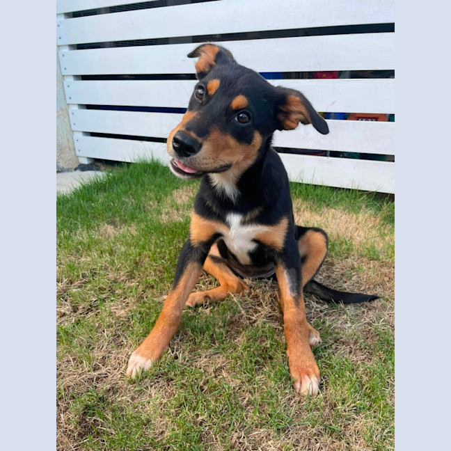 Photo of Coco
