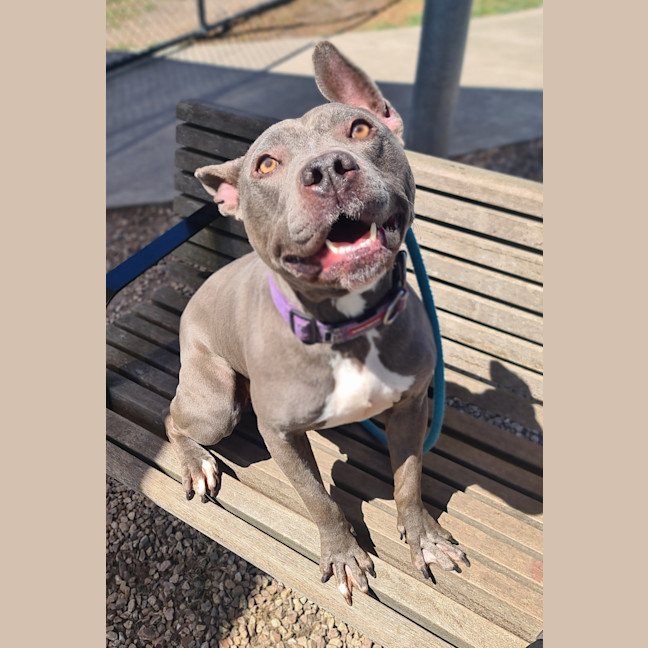 Photo of Luna