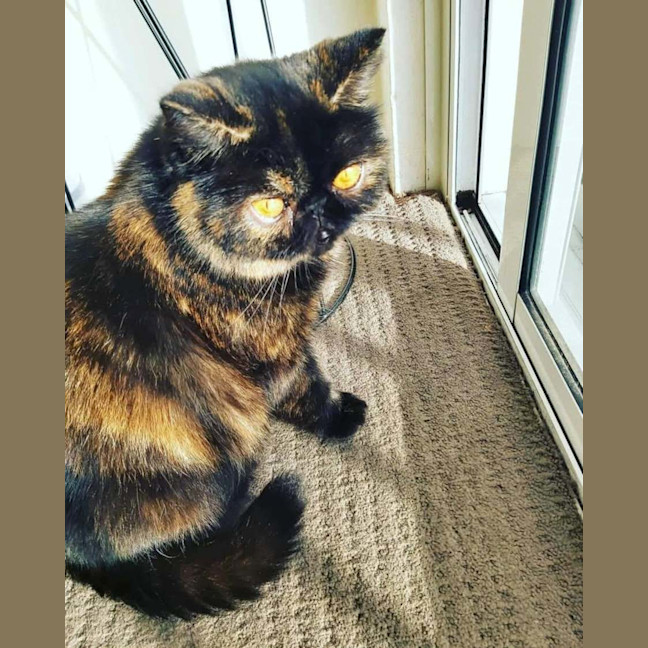 Photo of 🐾Flow🐾