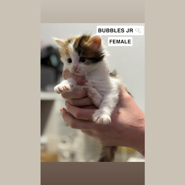 Photo of Bubbles Jr