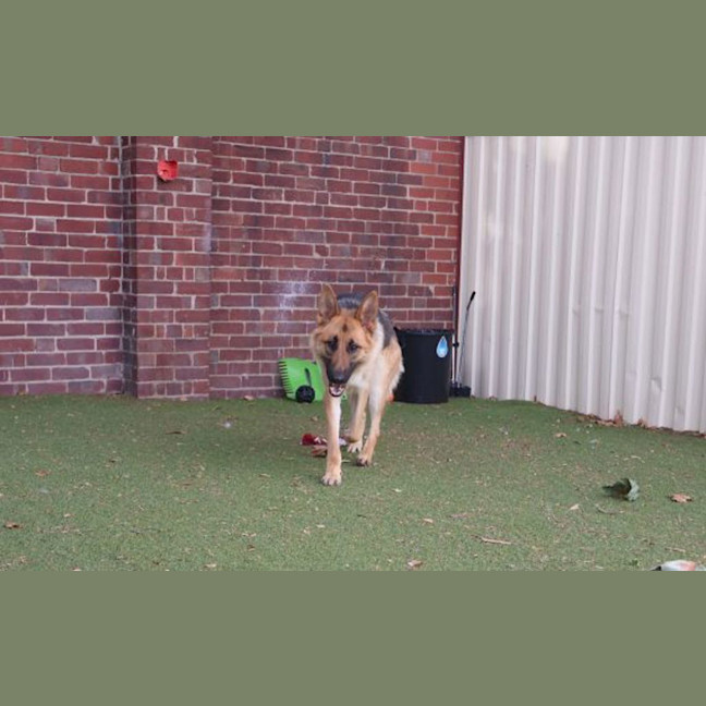 Photo of Tiki