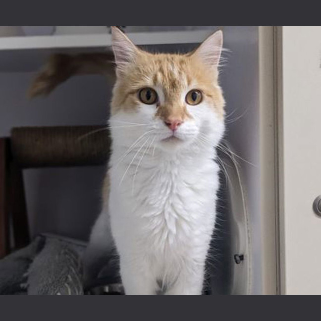 Photo of Percy
