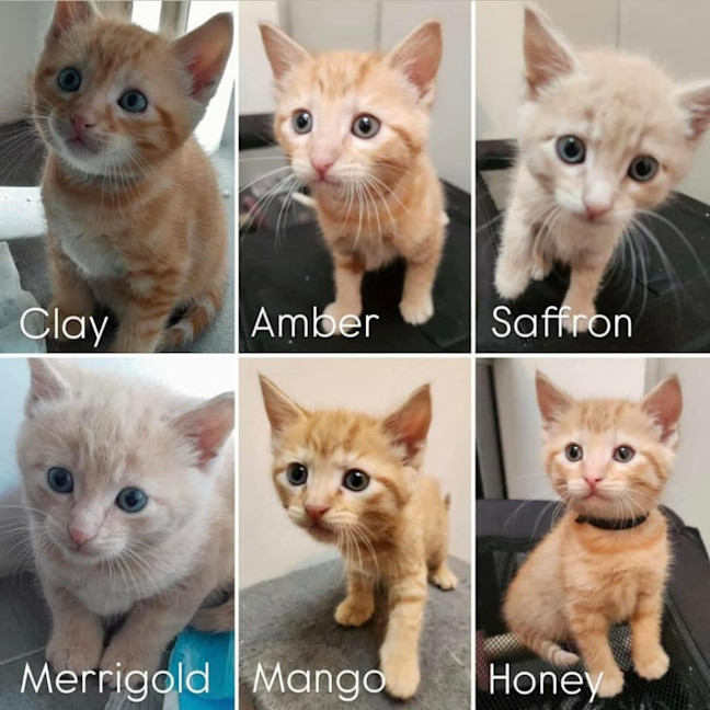 Photo of Amber, Mango, Merrigold, Saffron, Honey & Clay