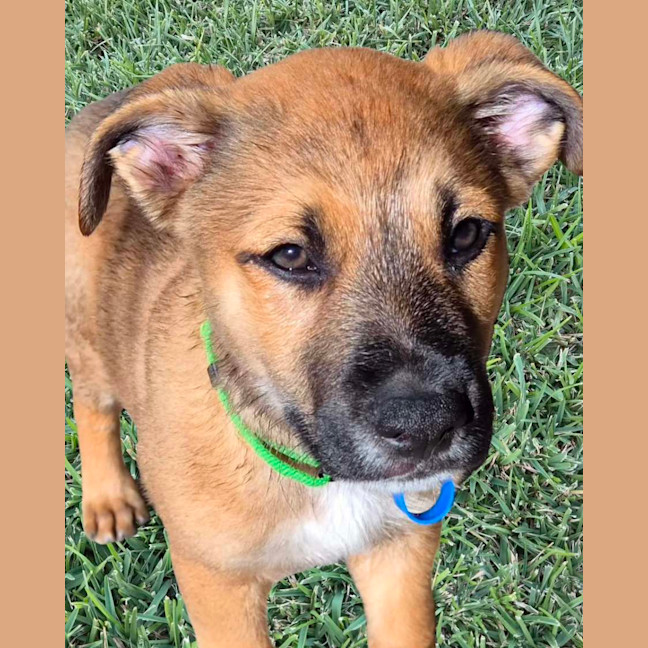 Photo of Simba