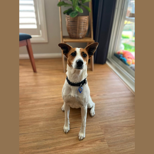 Photo of Mila   5 Year Old Jack Russell Terrier X