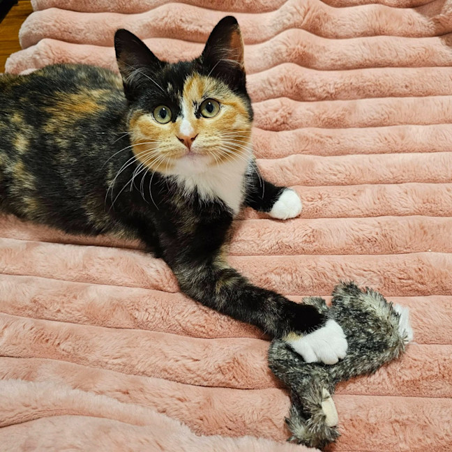 Photo of Button