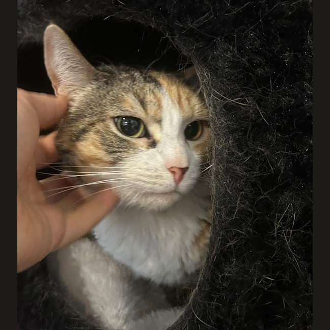 Photo of Tigerlily