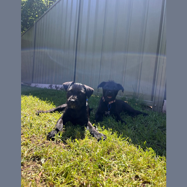 Photo of Raven   8 Week Old Wolfhound X