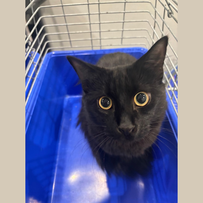 Photo of Shadow