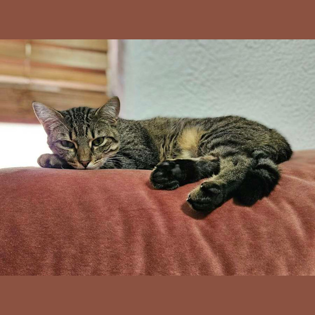 Photo of Remi *9 Lives Project Rescue*