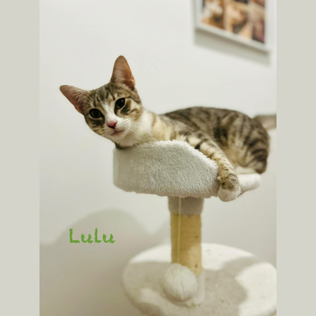 Photo of Lulu   In Foster Care In Doreen