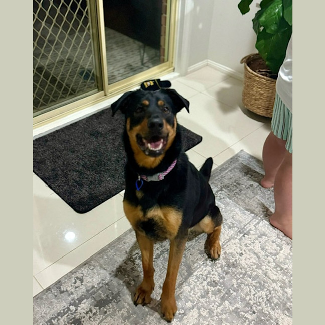 Photo of Maggie   2 Year Old Shepherd X Rottweiler (Trial)