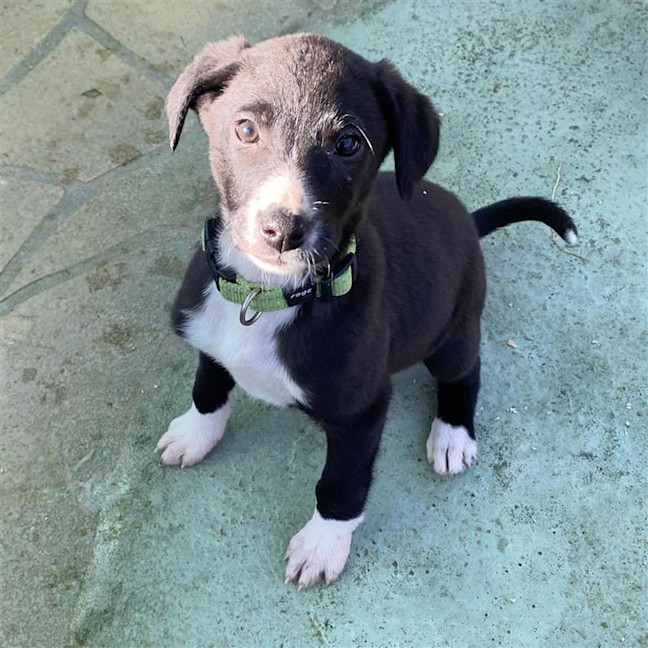 Photo of Ivy