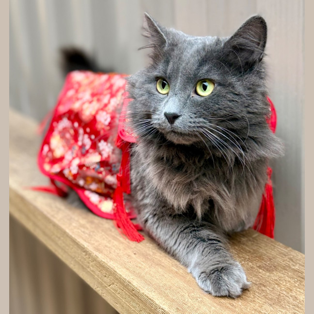 Photo of Anthony (Tony) Pawdain