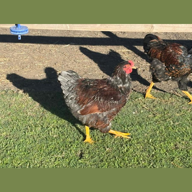 Photo of 7 Beautiful Roosters