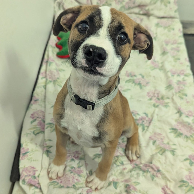 Photo of Dash