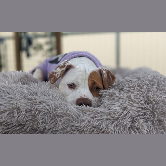 Photo of Missy Moo