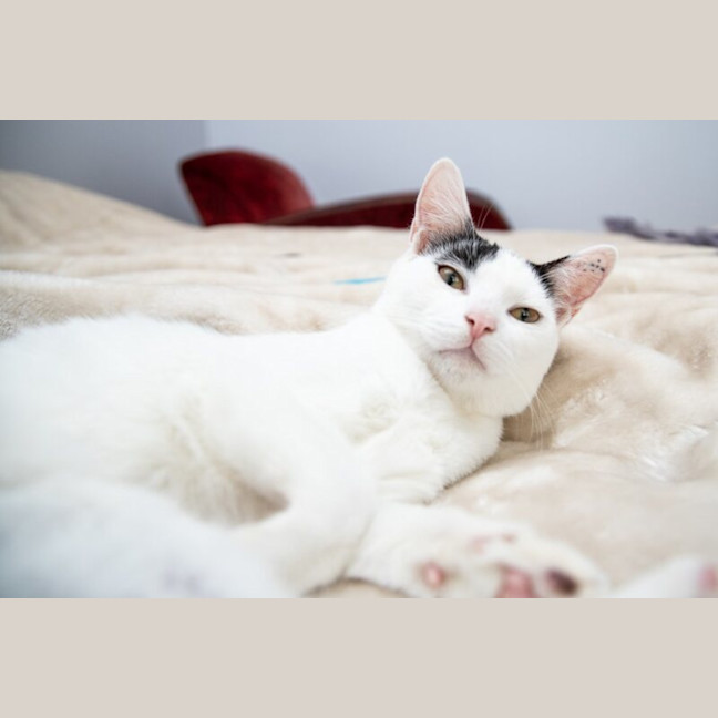 Photo of Luna