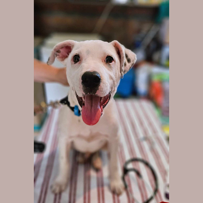 Photo of Winston