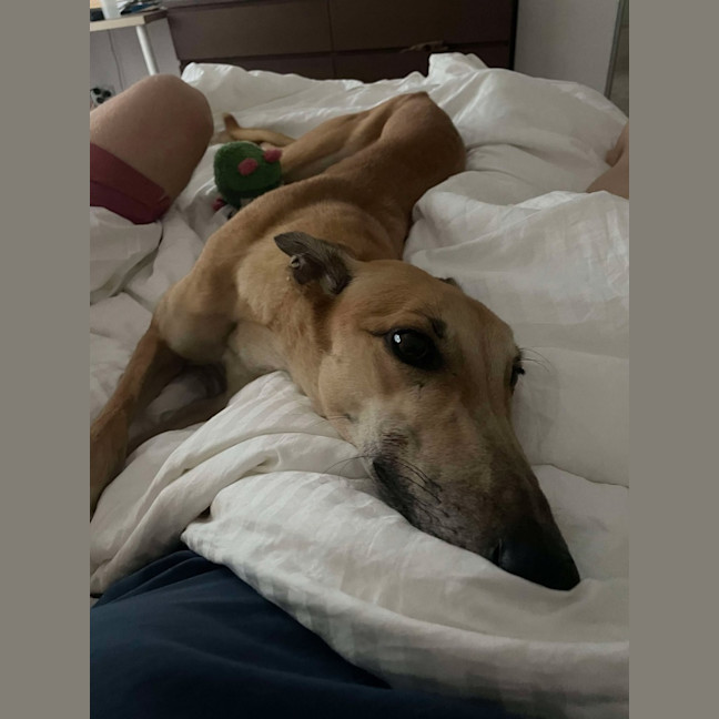 Photo of Sandy, The Greyhound