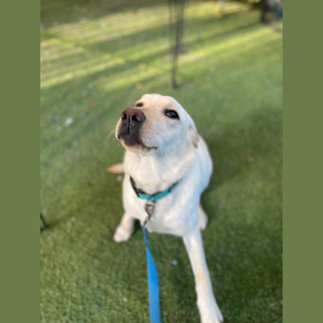 Photo of Honey