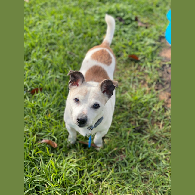 Photo of Pixie