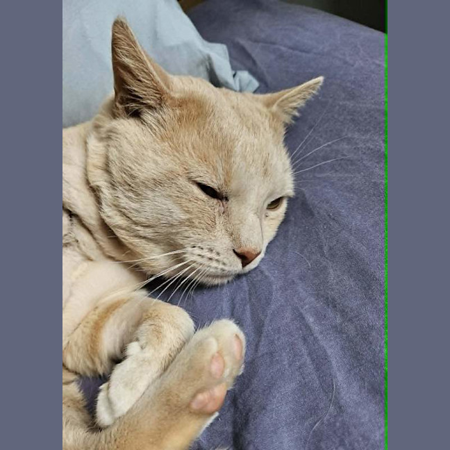 Photo of Thor
