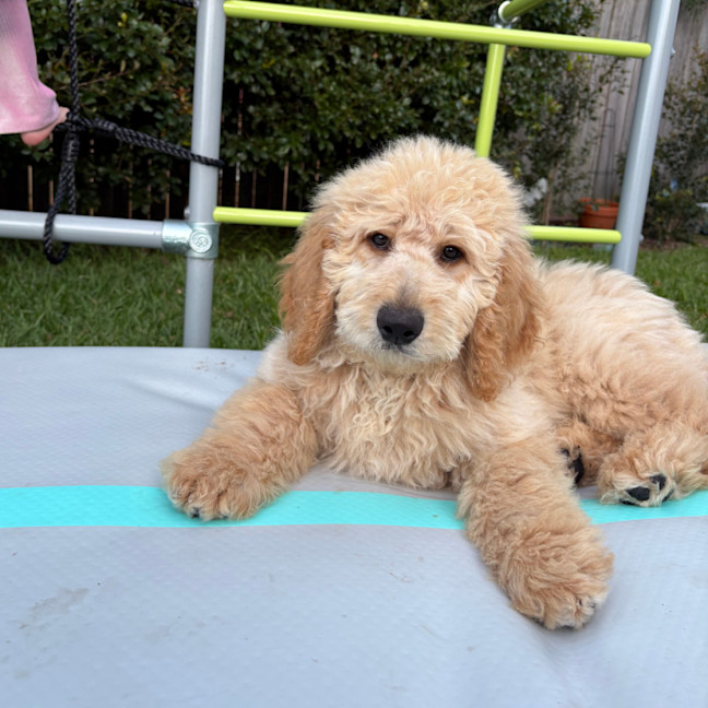 Photo of Dougie   6 Month Old Groodle