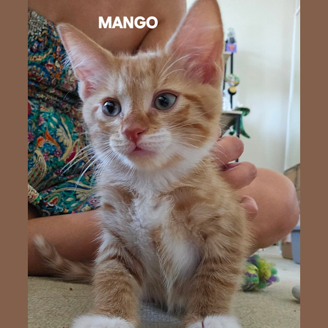 Photo of Mango