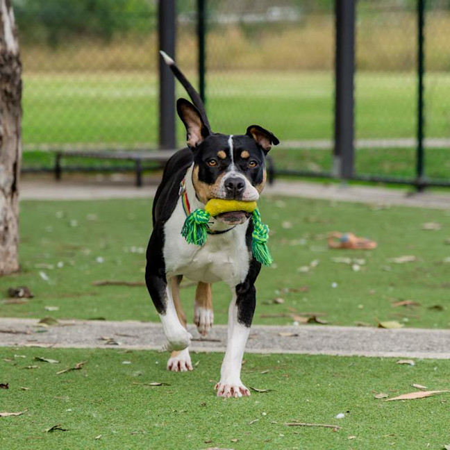 Photo of Patches