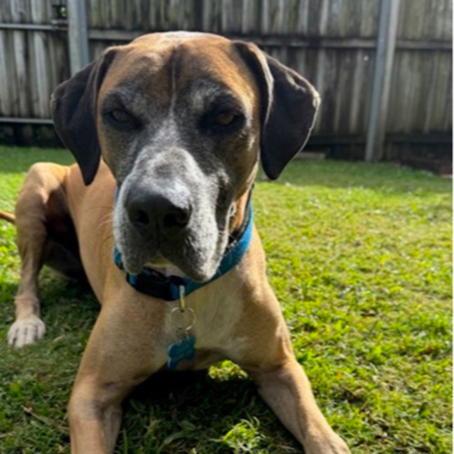 Photo of Duke *$250 Adoption Fee*