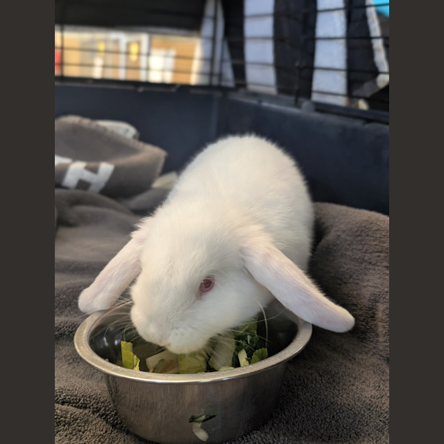 Photo of Minnie Moo
