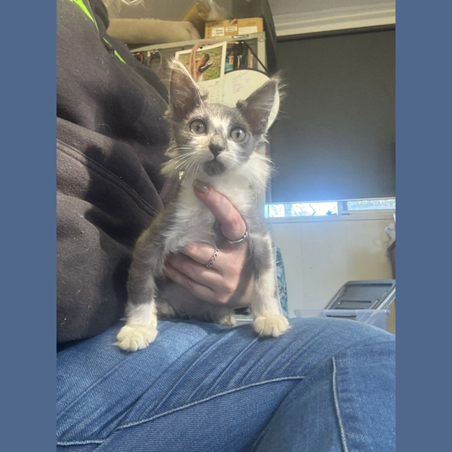 Photo of Fuzz